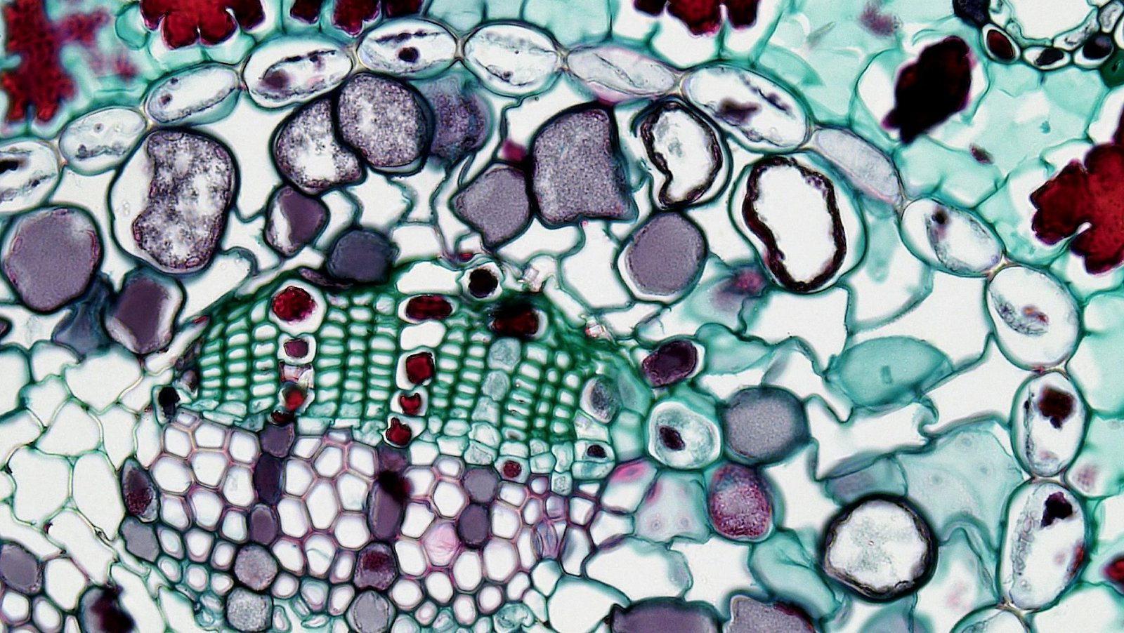 Green Thumb Gathering: Community Gardening Day A vibrant microscopic view of plant cells highlighting intricate cellular patterns.