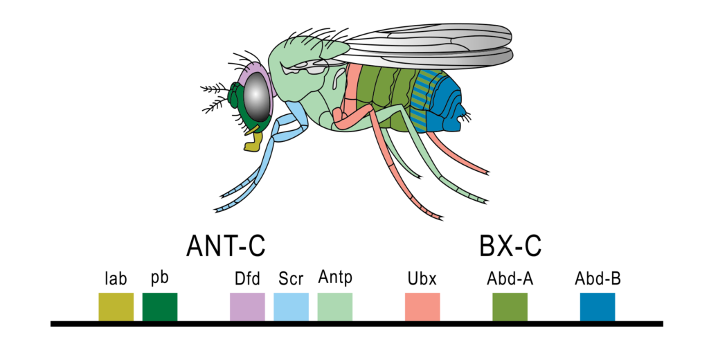 Hox gene expression map on a Drosophila fruit fly showing colored segments controlled by different Hox genes.