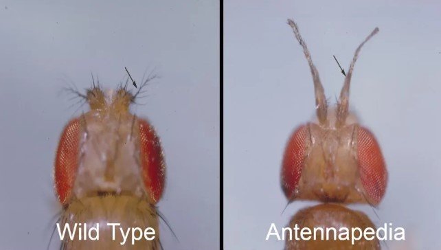 Side by side comparison of wild type Drosophila and Antennapedia mutant showing legs growing in place of antennae due to Hox gene mutation