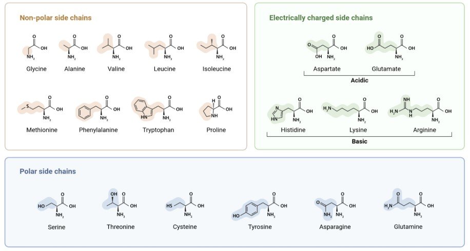 aminoacids