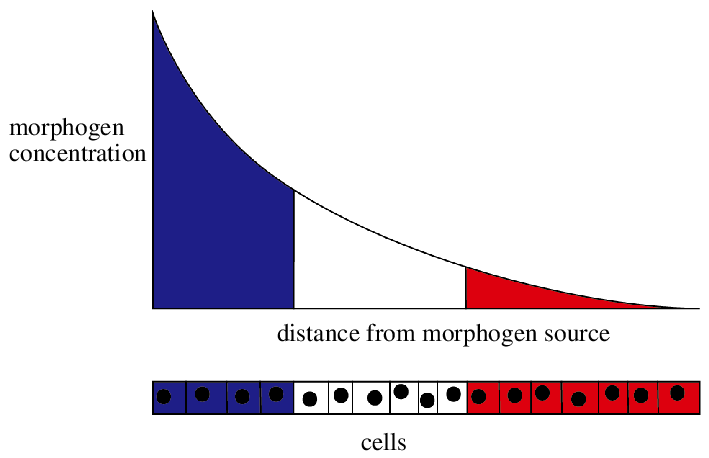 French flag model diagram showing morphogen concentration gradient and cell response thresholds