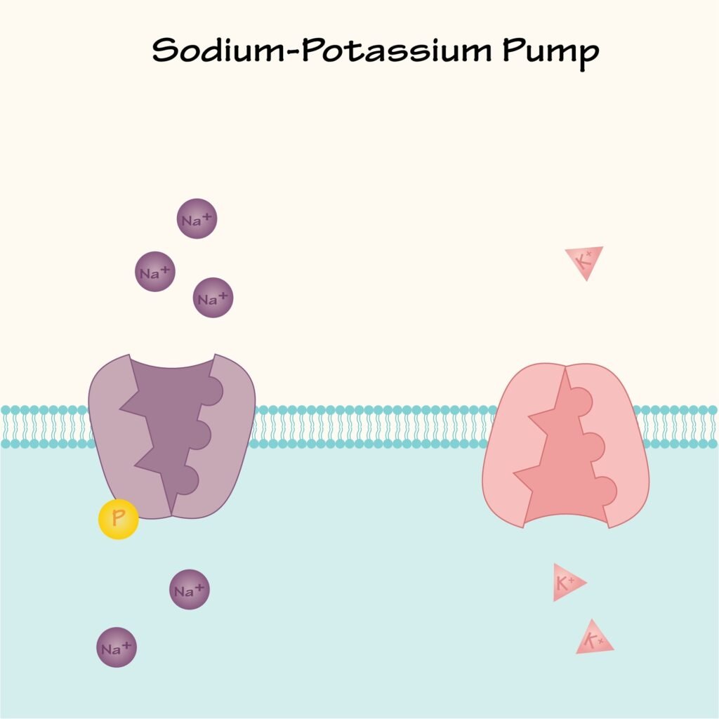 The Liquid Wall: Where the World Ends and You Begin sodiumpotassiumpump