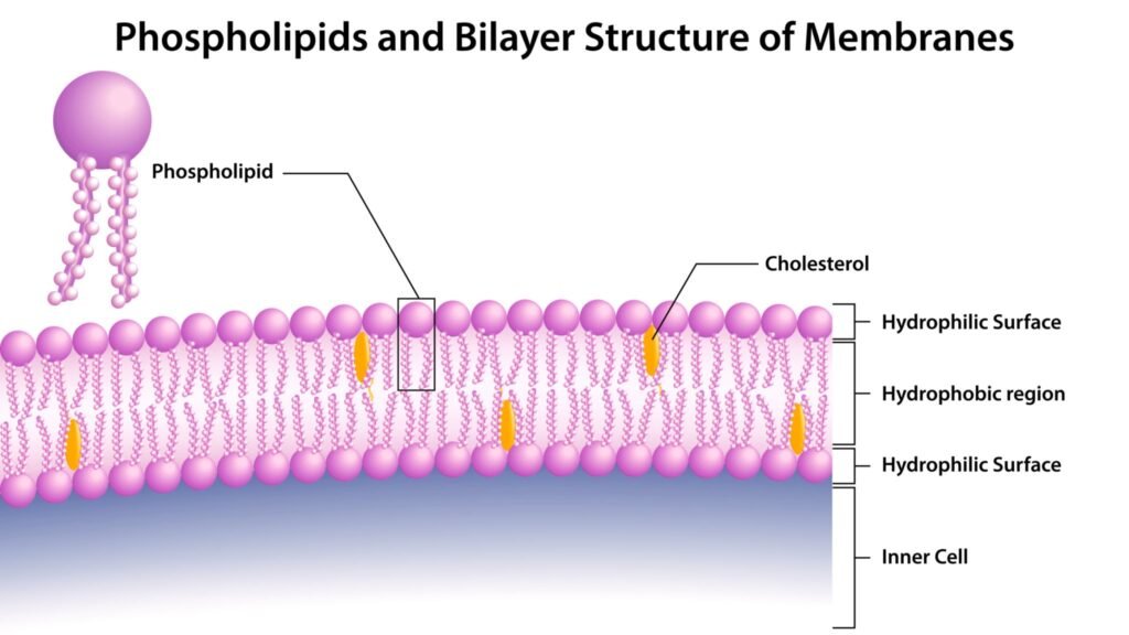 The Liquid Wall: Where the World Ends and You Begin phospholipids and bilayer structure of membranes vector medical illustration