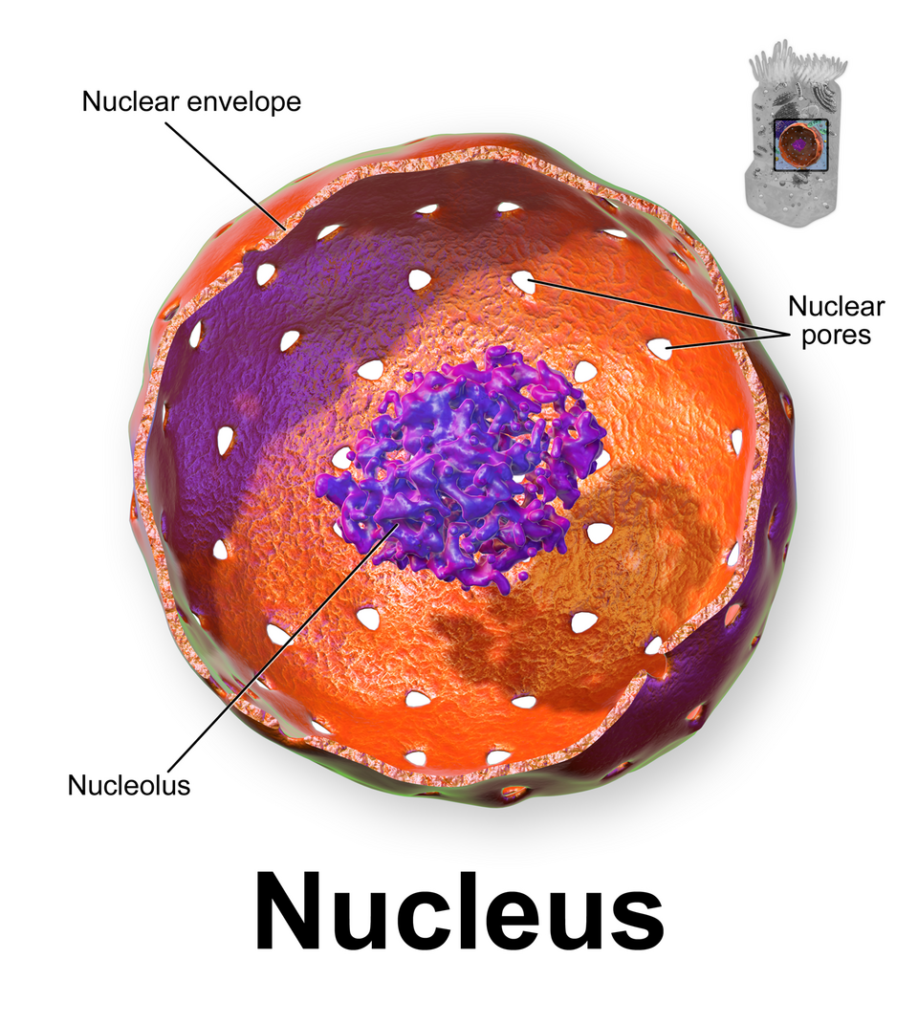 blausen 0212 cellnucleus