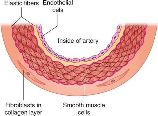 How Blood Clots and Scabs Actually Work endothelial