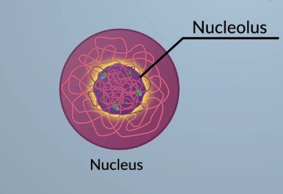 nucleus